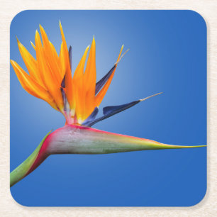 Beautiful Bird of Paradise Strelitzia Flower Square Paper Coaster