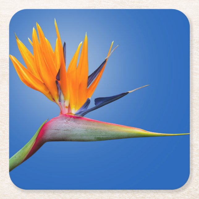 Beautiful Bird of Paradise Strelitzia Flower Square Paper Coaster (Front)