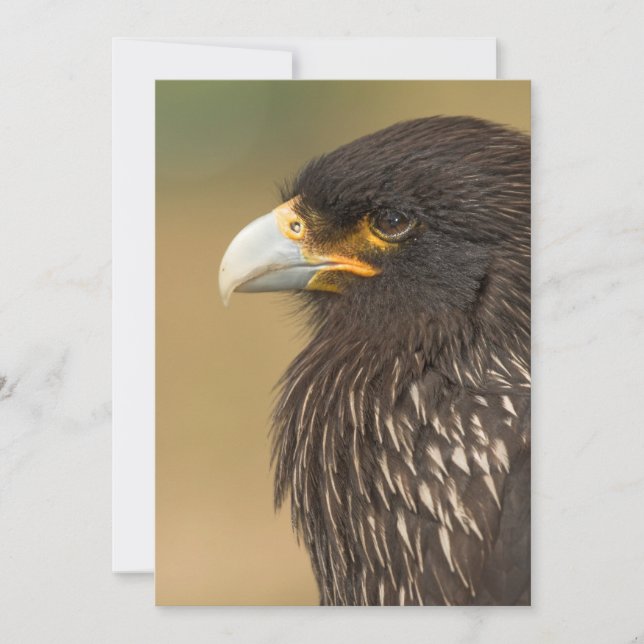 Beautiful Bird of Prey Invitation (Front)