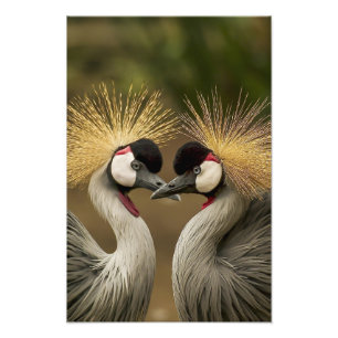 Beautiful Bird Pair Wall Art Photo Print