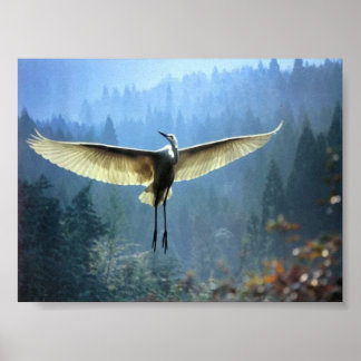 beautiful bird poster