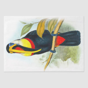 Beautiful Bird Vintage Toucan Tissue Paper
