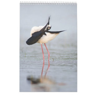 Beautiful Birds 2023 Wall Calendar