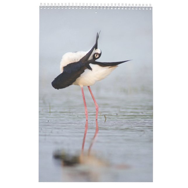 Beautiful Birds 2023 Wall Calendar (Back)