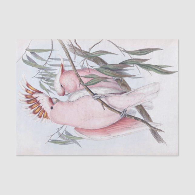 Beautiful birds cockatoo pale pink cacatua  tissue paper (Front)