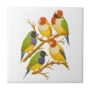Beautiful birds on the branch tile