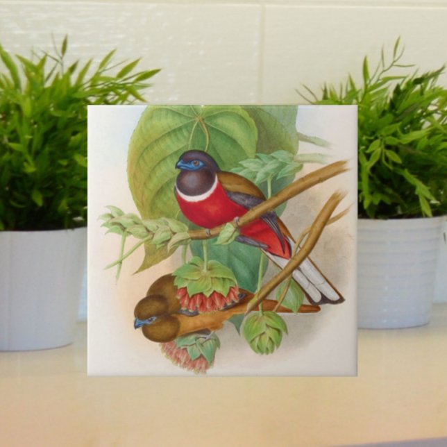 Beautiful Birds Vintage Illustration Colourful Tile (Lovely vintage birds for your tiled space!)