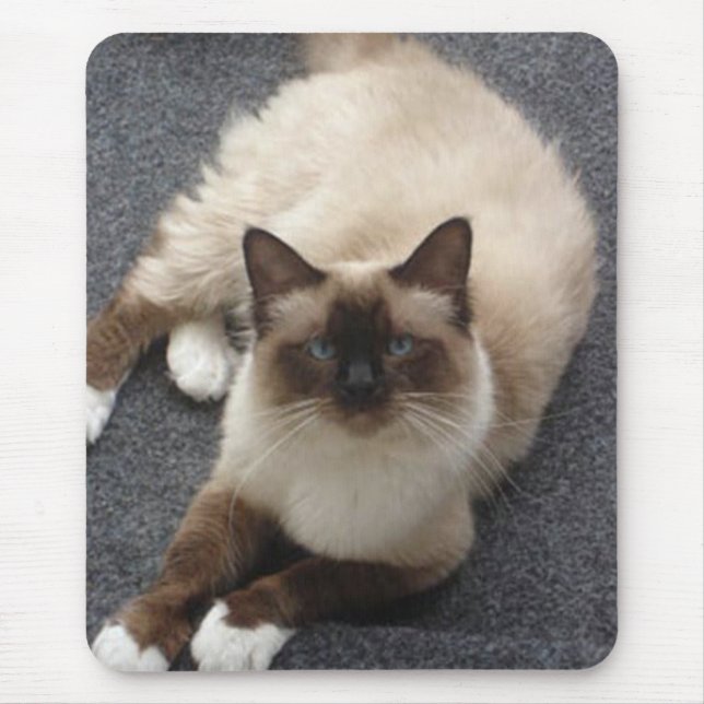 Beautiful Birman cat Mouse Mat (Front)