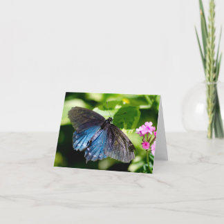 Beautiful black and blue butterfly note card
