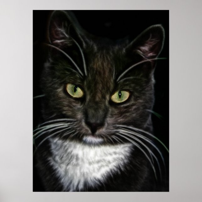 Beautiful Black and White Cat Poster (Front)