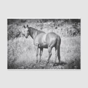 Beautiful Black and White Mare Tissue Paper