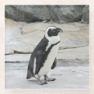 Beautiful Black and White Penguin on the Rocks Glass Coaster