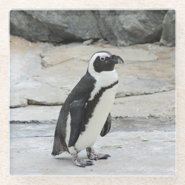 Beautiful Black and White Penguin on the Rocks Glass Coaster (Front)