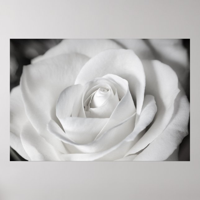 Beautiful Black and White Rose Poster (Front)