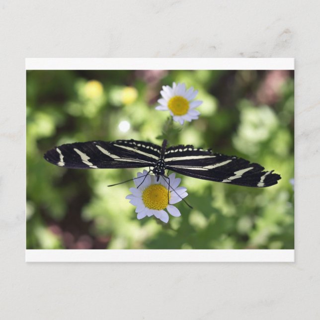 Beautiful Black and White Striped Butterfly Postcard (Front)