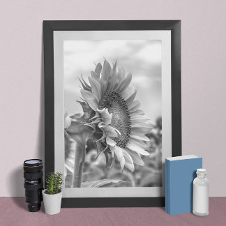 Beautiful Black and White Sunflower Side View Poster