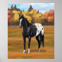 Beautiful Black Appaloosa Quarter Horse Stallion