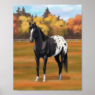 Beautiful Black Appaloosa Quarter Horse Stallion Poster