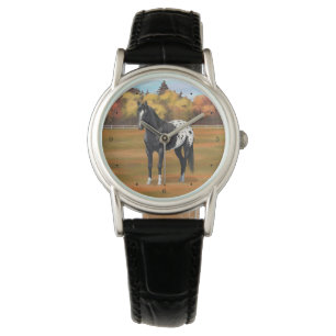 Beautiful Black Appaloosa Quarter Horse Stallion Watch