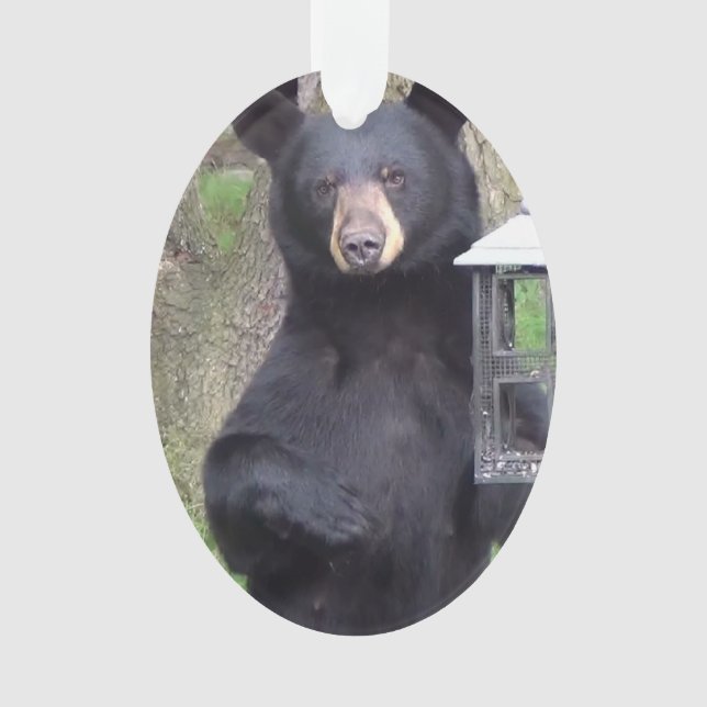 Beautiful Black Bear Enjoying Snack Ornament (Front)