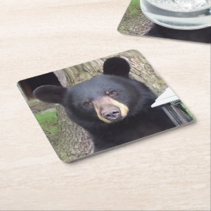 Beautiful Black Bear Square Paper Coaster