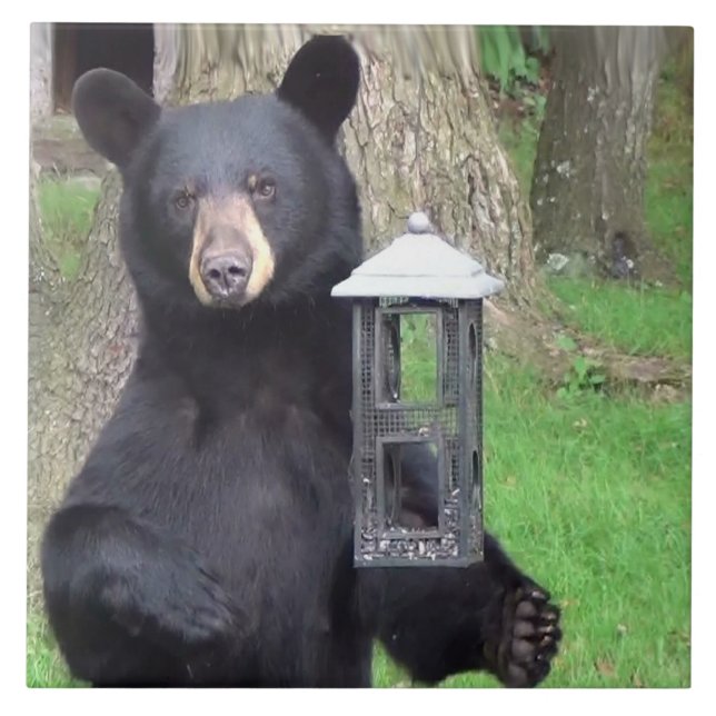 Beautiful Black Bear Tile (Front)