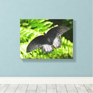 Beautiful Black Butterfly Insects Nature Canvas Print
