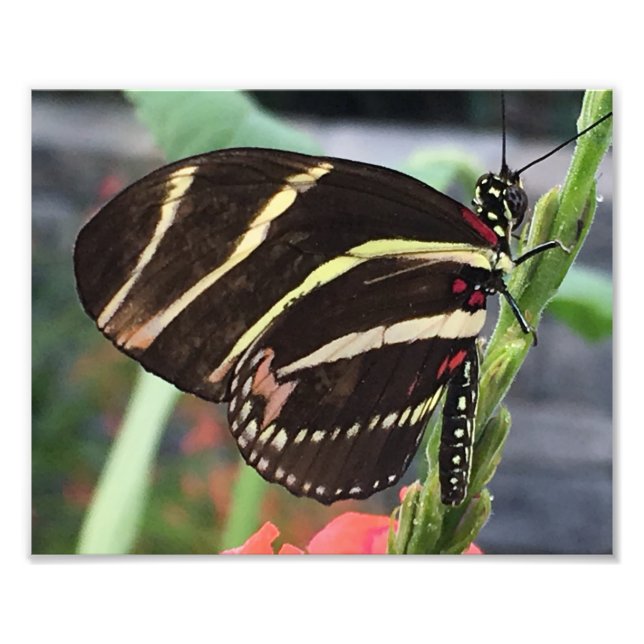 Beautiful Black Butterfly with yellow stripes Photo Print (Front)