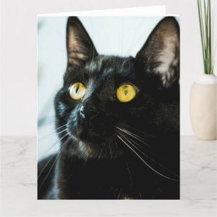 beautiful black cat large blank greeting card