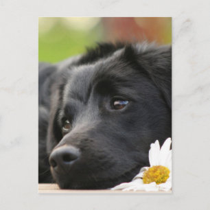 Beautiful Black dog and Daisy Design Postcard