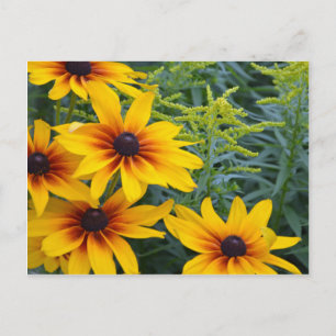 Beautiful black eyed susan flower garden postcard
