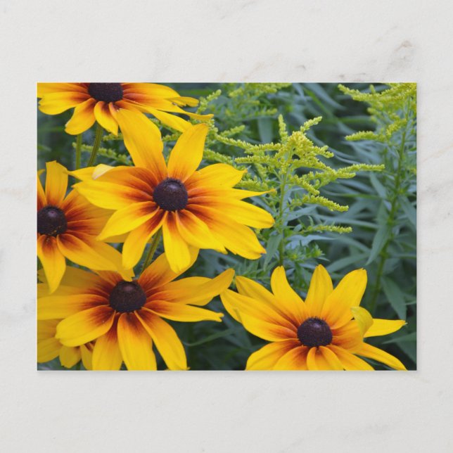 Beautiful black eyed susan flower garden postcard (Front)