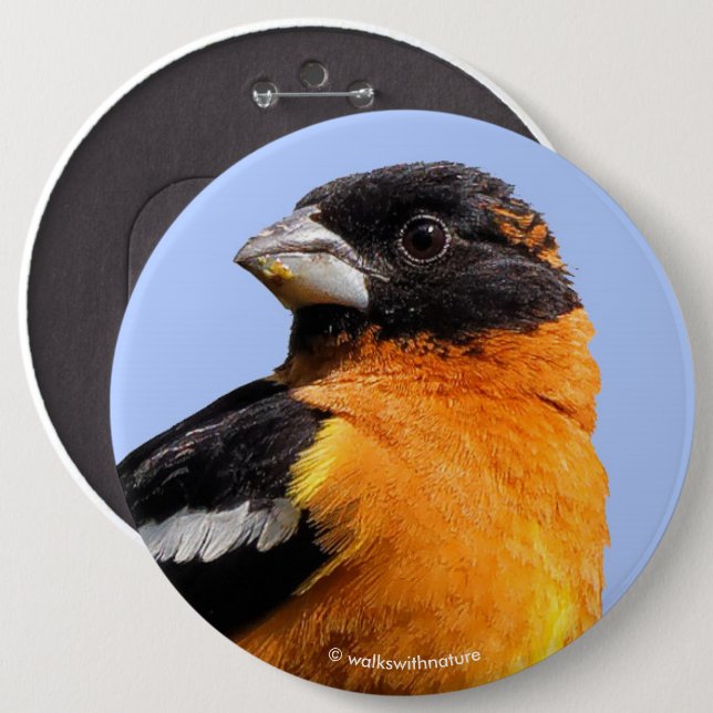 Beautiful Black-Headed Grosbeak in a Tree 6 Cm Round Badge (Front & Back)