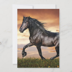 Beautiful Black Horse Holiday Card