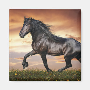 Beautiful Black Horse Magnet