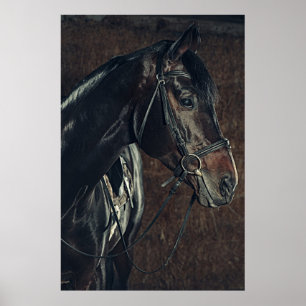 Beautiful Black Horse Poster