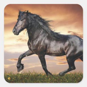 Beautiful Black Horse Square Sticker