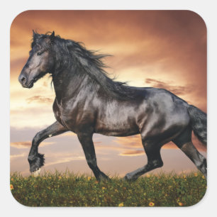 Beautiful Black Horse Square Sticker