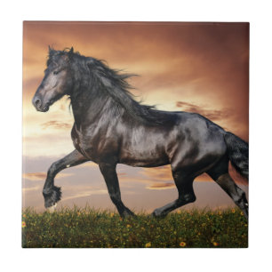 Beautiful Black Horse Tile