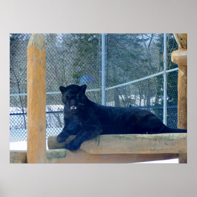 Beautiful Black Jaguar Poster (Front)