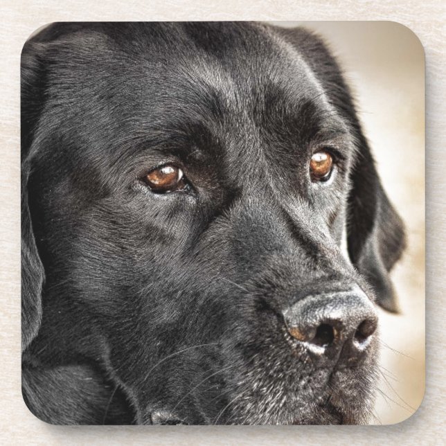 Beautiful Black Labrador Retriever dog design Coaster (Front)