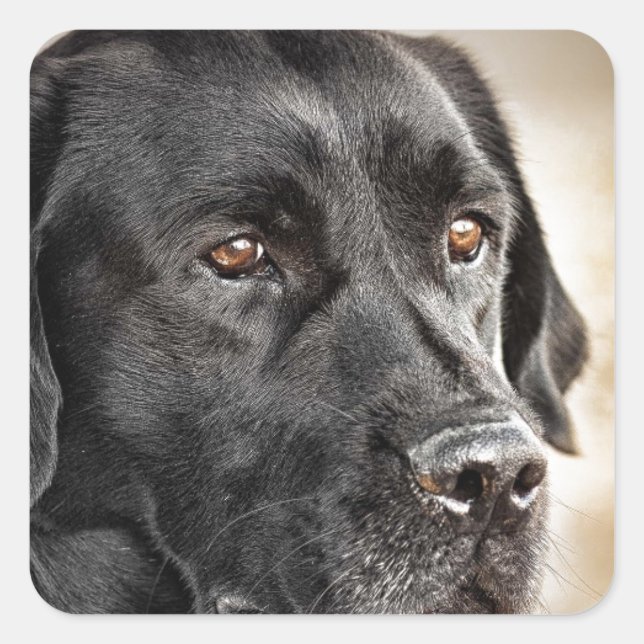 Beautiful Black Labrador Retriever dog design Square Sticker (Front)