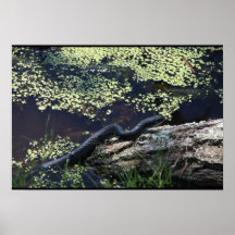 Beautiful Black Snake Print