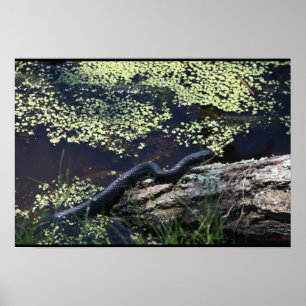 Beautiful Black Snake Print