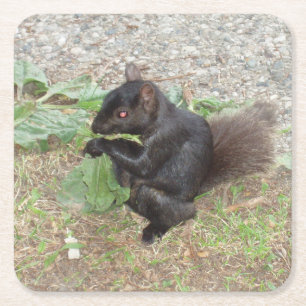Beautiful Black Squirrel Coaster Set