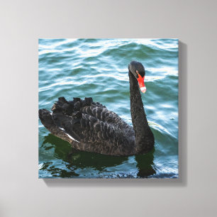 Beautiful Black Swan Canvas Print