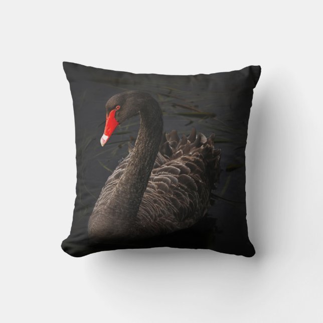 Beautiful Black Swan Floating on a River Cushion (Front)
