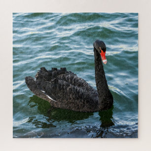 Beautiful Black Swan Jigsaw Puzzle