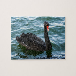 Beautiful Black Swan Jigsaw Puzzle