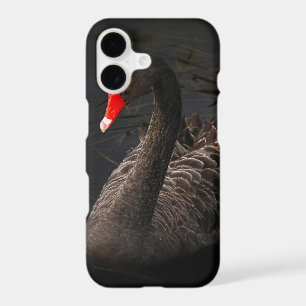 Beautiful Black Swan with a Bright Red Beak